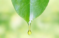 Qualität pflanzlicher Arzneimittel - Was gibt es Neues?