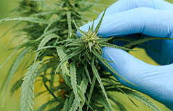 Neue Qualitätsstandards für medizinisches Cannabis und CBD