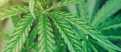 Medizinisches Cannabis Wie wird man "GMP-Ready"?