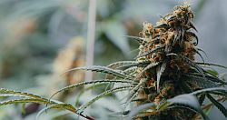 Stabilitätsprüfung für medizinisches Cannabis - Was ist zu beachten?