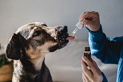Die neuen Regularien für Tierarzneimittel